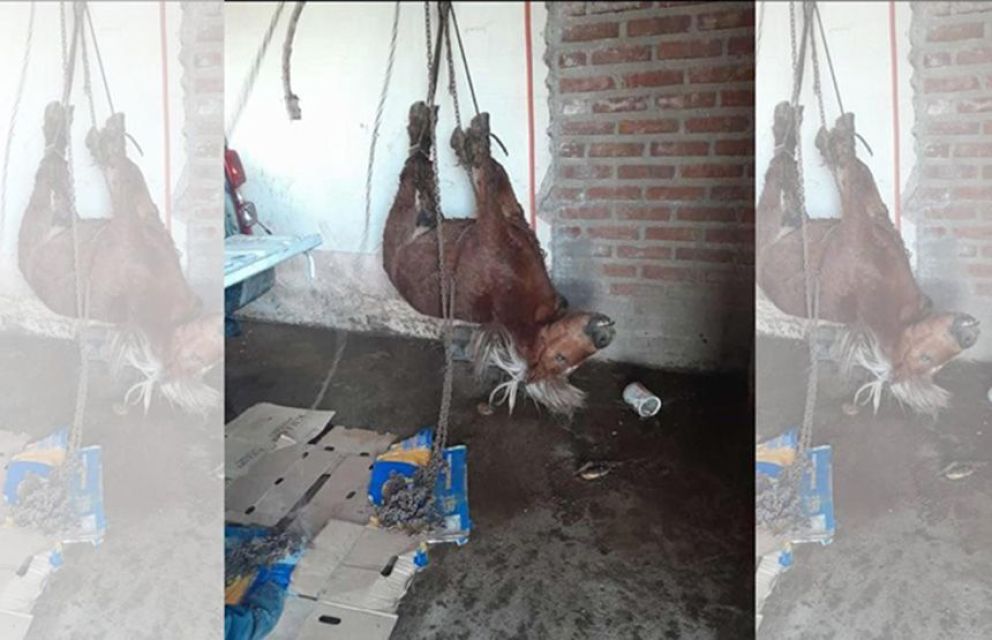 Tras la viralización de la foto de un pony sin vida, investigan presunto caso de maltrato animal en Quines