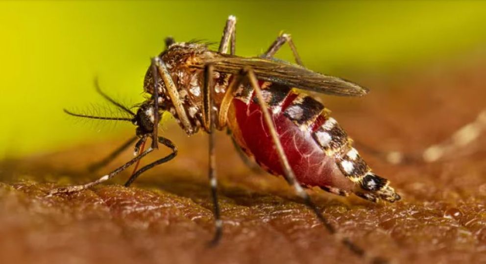 Dengue en San Luis: el Ministerio de Salud confirmó 1.464 casos
