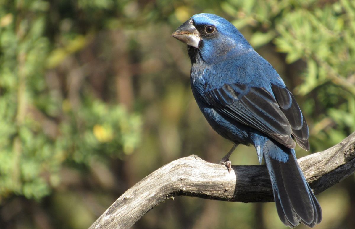 La reina mora es una de las aves más amenazadas y traficadas de San Luis
