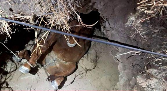 Rescate de equino en Cruz de Caña: el animal no sobrevivió 