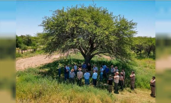 San Luis, La Pampa y Córdoba se unen para proteger el Caldén