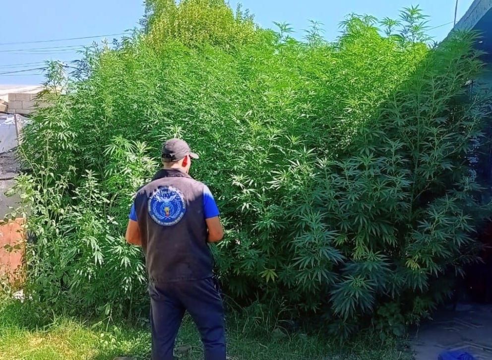 Santa Rosa del Conlara: incautan 303 plantas de marihuana