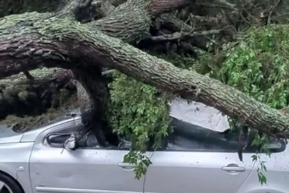 Susto en Nono: Un árbol cae sobre un auto y deja atrapado a un turista mendocino
