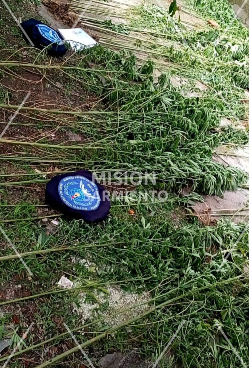 Operativo antidrogas en Villa de Merlo: secuestran cannabis valuado en más de $16 millones
