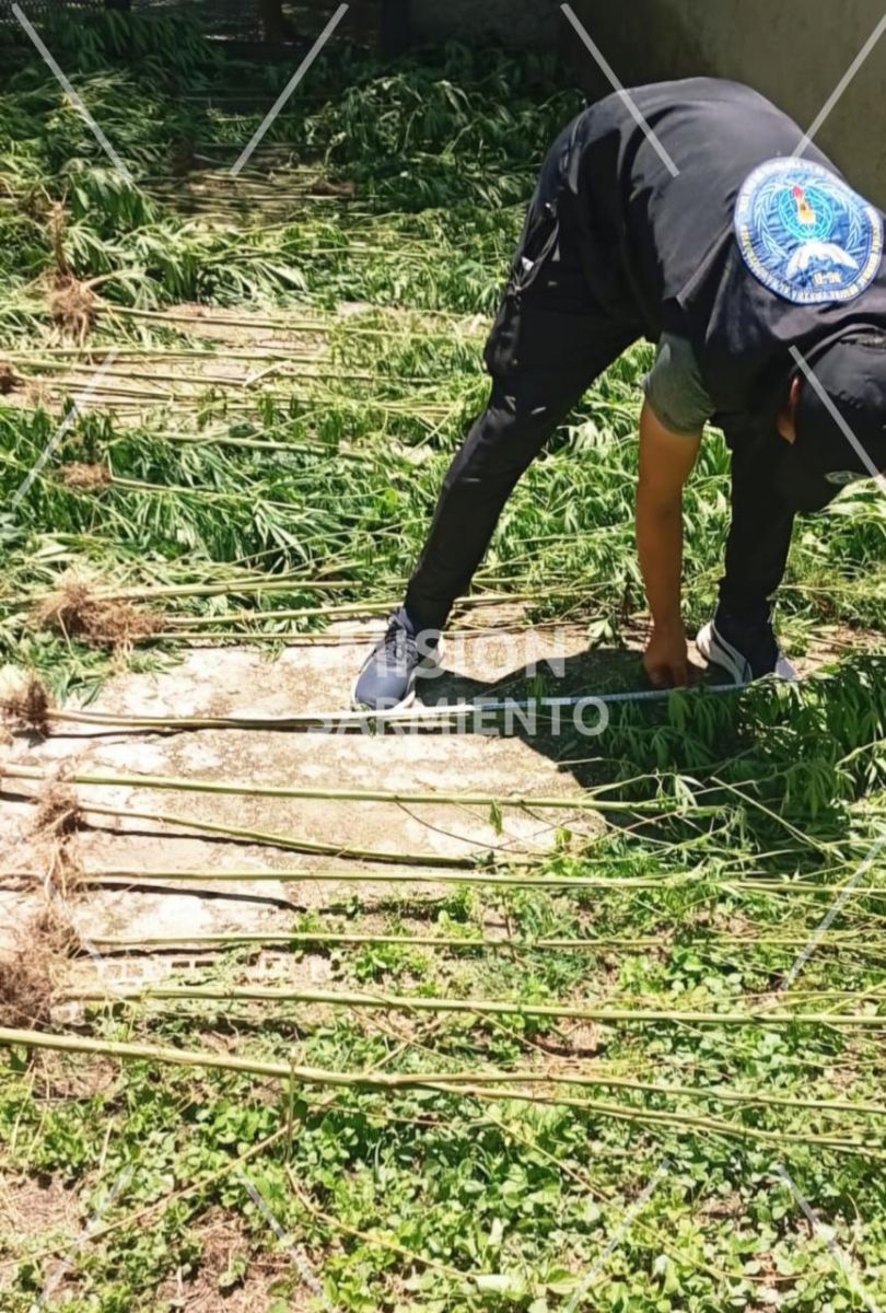 Operativo antidrogas en Villa de Merlo: secuestran cannabis valuado en más de $16 millones