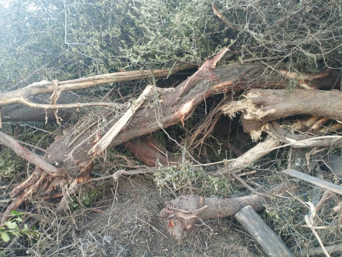 Villa de Merlo: denuncian que topadoras arrasaron un espacio verde en el barrio Los Troncos