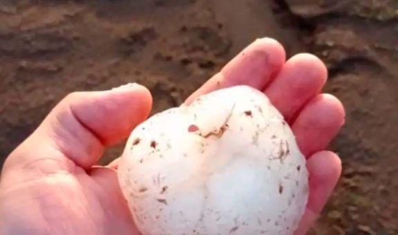 Temporal en San Luis: cayeron piedras del tamaño de pelotas de tenis y el viento derribó árboles en distintos puntos de la provincia