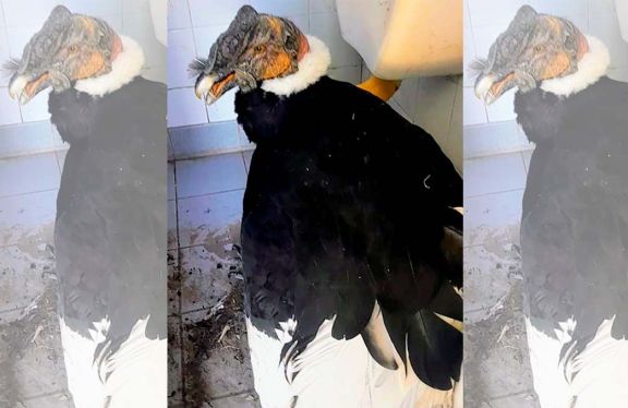 Lafinur: rescataron un cóndor andino sobre la Ruta Nacional 20