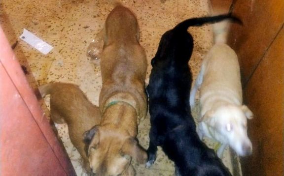 Allanamiento en Merlo: rescatan seis perros en una causa por maltrato animal