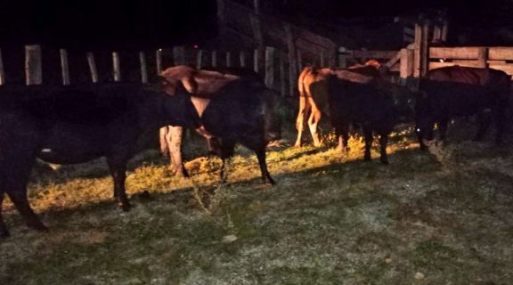 Secuestraron seis bovinos en San Martín por falta de documentación en un control sanitario
