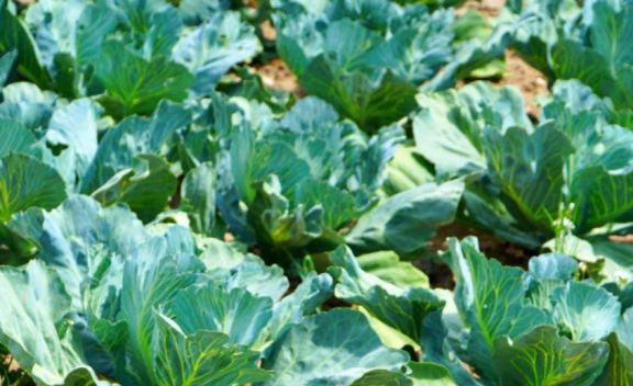 Kit de Semillas: tras la lluvia, el momento ideal para sembrar