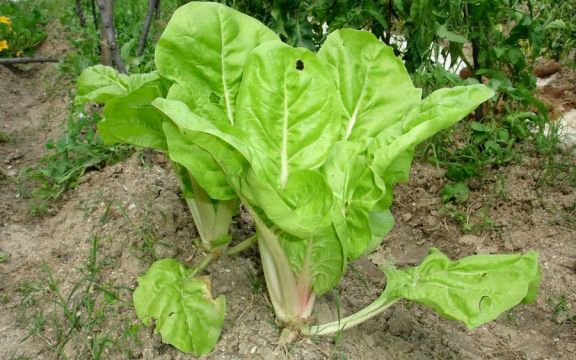 Huerta en casa: qué sembrar en mayo para la temporada otoño-invierno