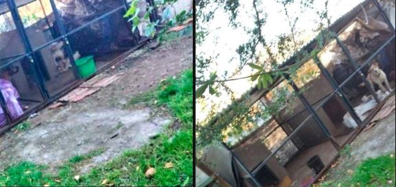 Piden la liberación de dos perros alojados en Zoonosis de Merlo