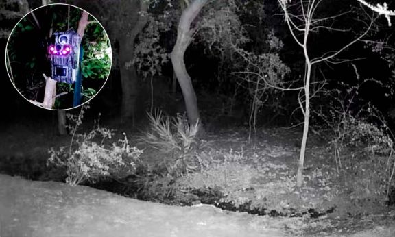 Instalan cámaras térmicas para identificar al animal que provoca daños en un barrio de Cortaderas