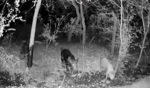 Cámaras térmicas identifican a jabalíes como responsables de daños en un barrio de Cortaderas