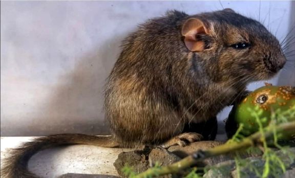 Descubren en Traslasierra una especie de roedor desconocida para la ciencia
