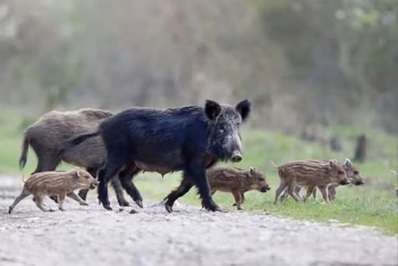 Jabalíes en Traslasierra: una amenaza que crece y afecta al ambiente y las rutas