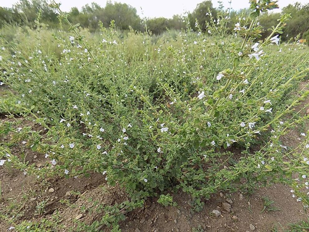 La peperina serrana de Córdoba y San Luis ya tiene su propia indicación geográfica