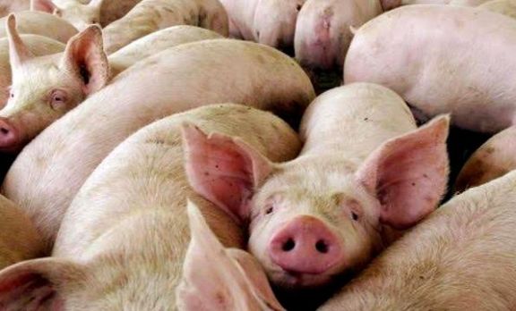 Investigan cuatro casos sospechosos de triquinosis en Concarán